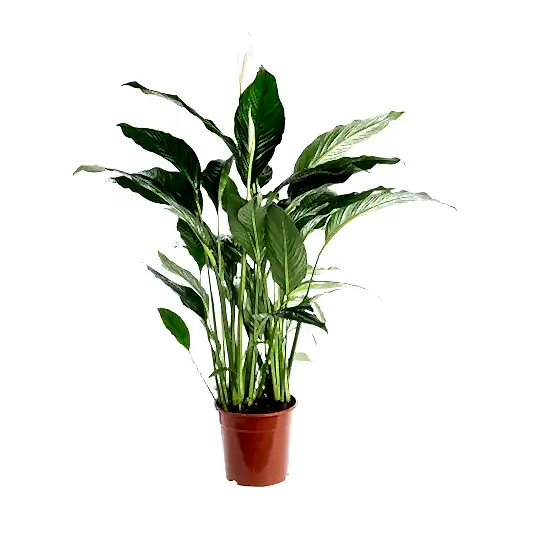Peace Lily | Sweet Lauretta | 