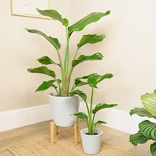 Bird Of Paradise | White | Trees & Bonsai