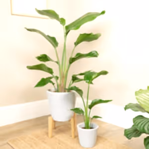 Bird Of Paradise | White - Indoor Plant