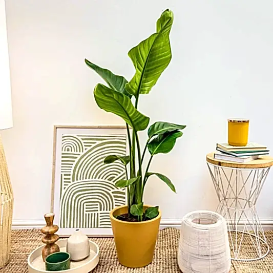 Bird Of Paradise | White | Potted Houseplants