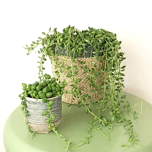 String Of Teardrops | String Of Pearls | Indoor Hanging Plants