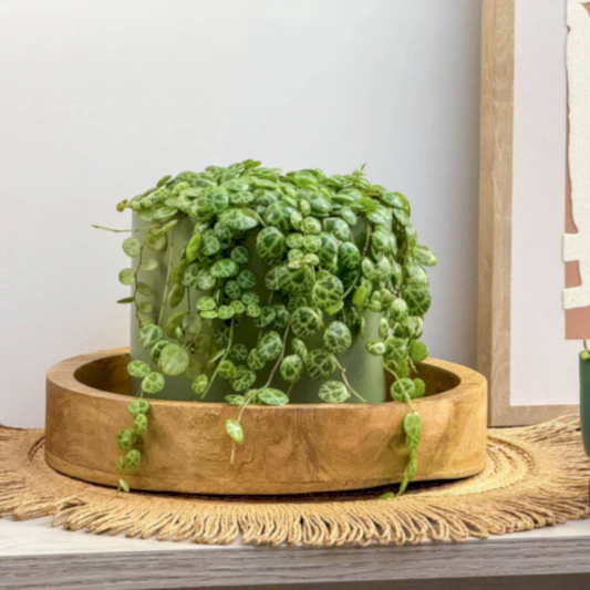 String Of Turtles | Potted Houseplants