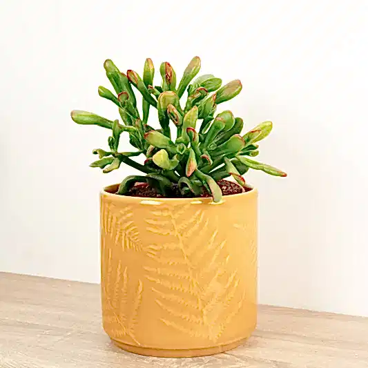 Money Plant | Sunset Hobbit | Rare & Unusual Plants
