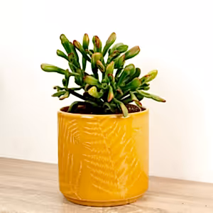 Money Plant | Sunset Hobbit - Indoor Plant