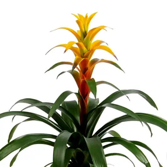 Flowering Guzmania | Sunnytime | Potted Houseplants