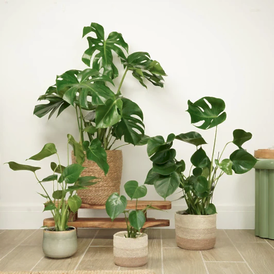 Swiss Cheese Plant | 