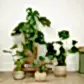 Swiss Cheese Plant
