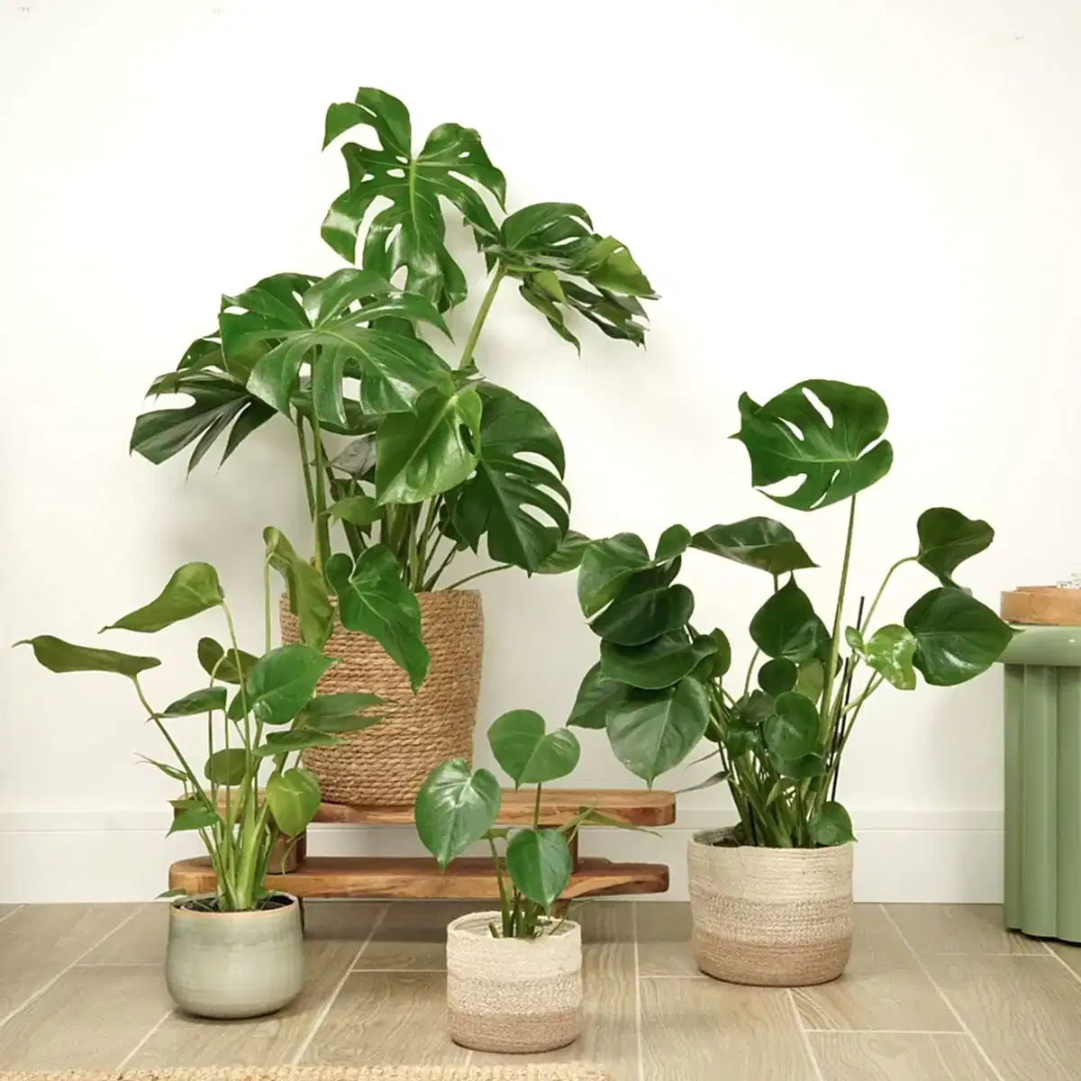 Swiss Cheese Plant