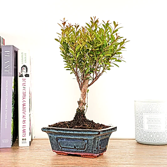 Syzygium | Bonsai | Ficus & Fig Plants