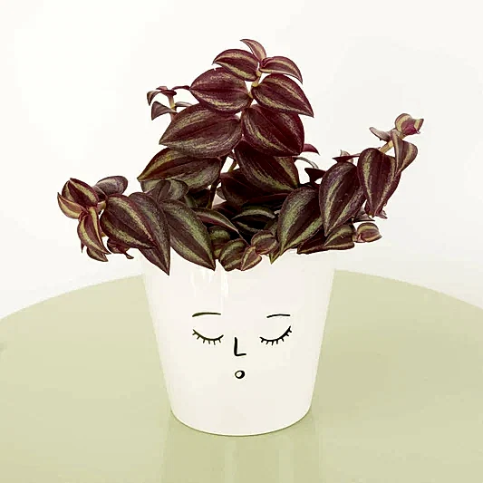 Wandering Dude | Purple Passion | Potted Houseplants
