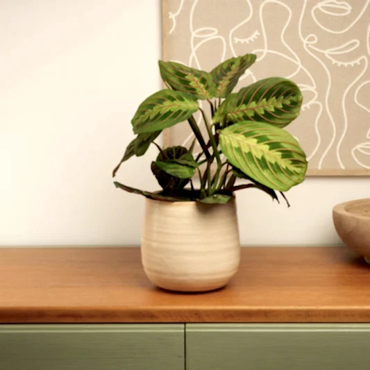 Prayer Plant | Fascinator | Indoor Hanging Plants