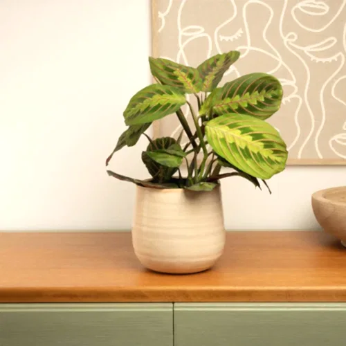 Prayer Plant | Fascinator