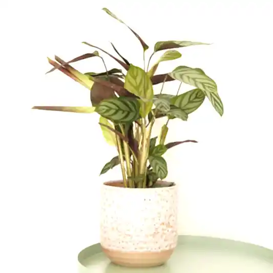Never Never Plant | Compact Star | Potted Houseplants