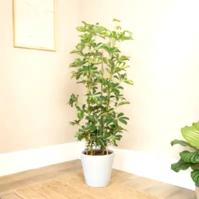 Umbrella Tree | Gold Capella - Indoor Plants