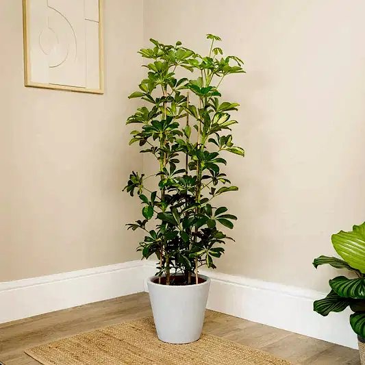 Umbrella Tree | Gold Capella | Trees & Bonsai