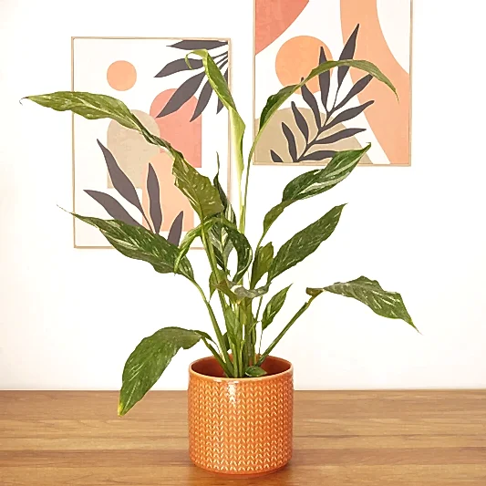 Peace Lily | Variegated Diamond | 
