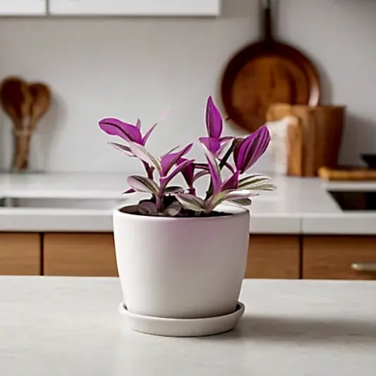 Wandering Dude Nanouk | Potted Houseplants