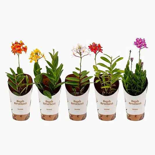 Epidendrum Ibaguense | Surprise Colour | Orchid Plants