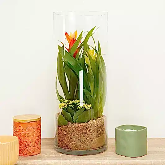 Large Bromeliad & Flaming Katy Terrarium | Rare & Unusual Plants