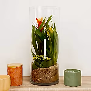 Large Bromeliad & Flaming Katy Terrarium - Indoor Plant