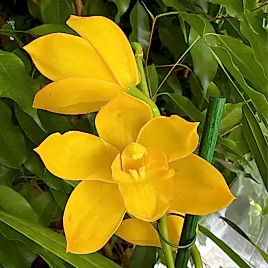 Cymbidium Orchid | Yellow | 