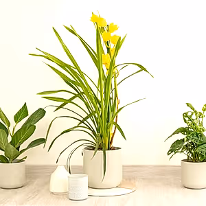 Cymbidium Orchid | Sunny - Indoor Plant