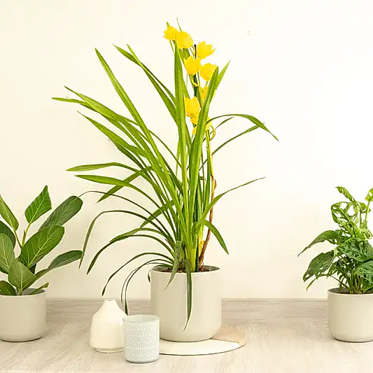 Cymbidium Orchid | Sunny | Orchid Plants