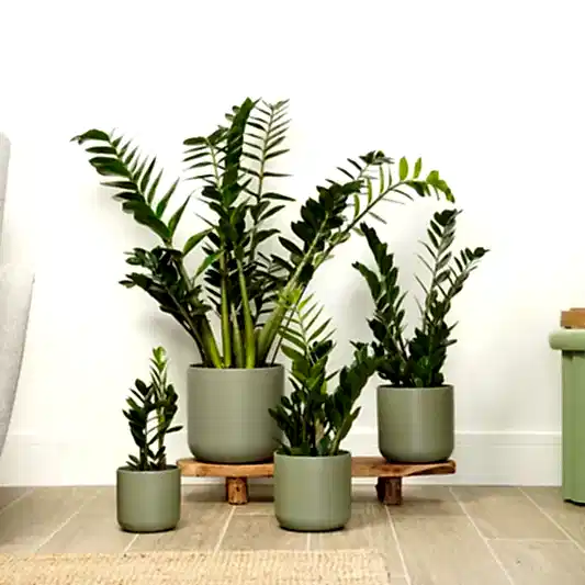 ZZ Plant | Trees & Bonsai