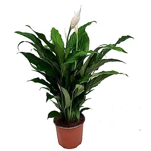 Peace Lily | Sweet Chico | Potted Houseplants