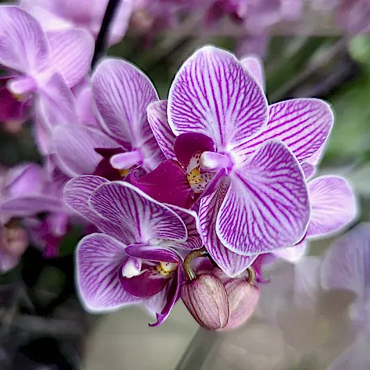Phalaenopsis Orchid | Pink Stripe | Potted Houseplants