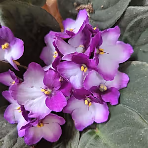 African Violet | Bicolor Maroon - Indoor Plant
