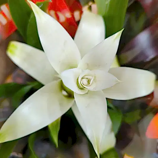 Flowering Bromeliad | Guzmania | White | 