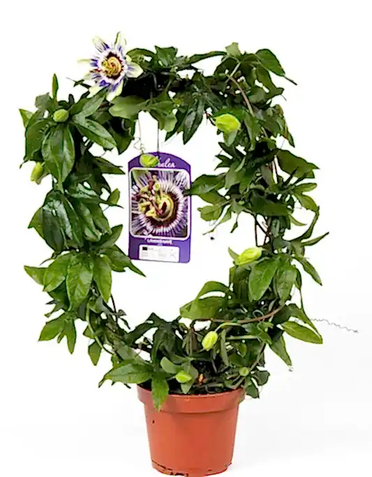 Passion Flower Plant | Caerulea | Potted Houseplants