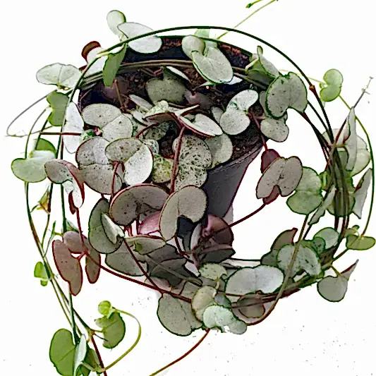 String Of Hearts | Silver Glory | Hard To Find | Potted Houseplants