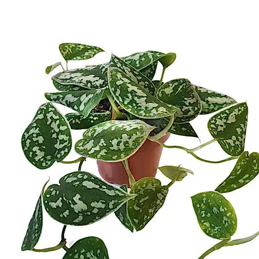 Satin Pothos | Potted Houseplants