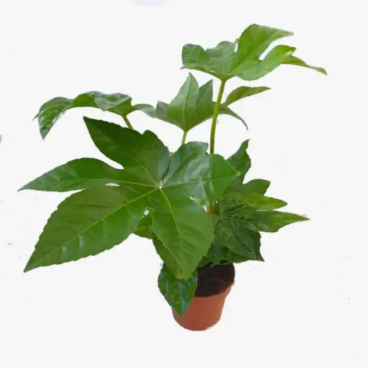 Japanese Aralia | Castor Oil Plant | Potted Houseplants