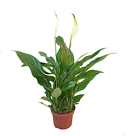 Peace Lily | Chopin | Potted Houseplants