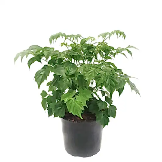 China Doll Plant | Potted Houseplants
