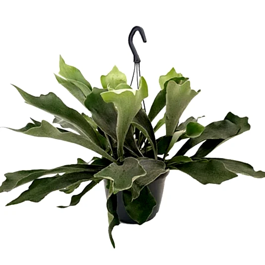 Staghorn Fern | Potted Houseplants
