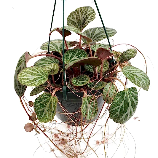 Strawberry Begonia | Mother Of Thousands | Potted Houseplants