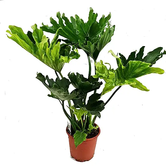 Tree Philodendron | Hope | Potted Houseplants