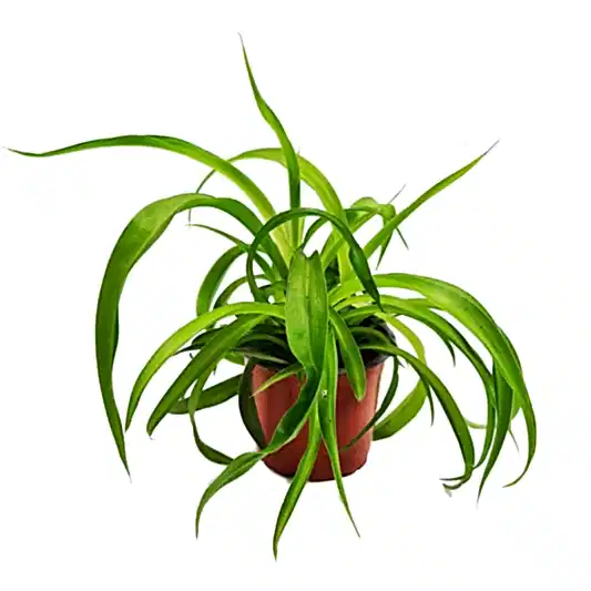 Curly Spider Plant | Green Bonnie | Potted Houseplants