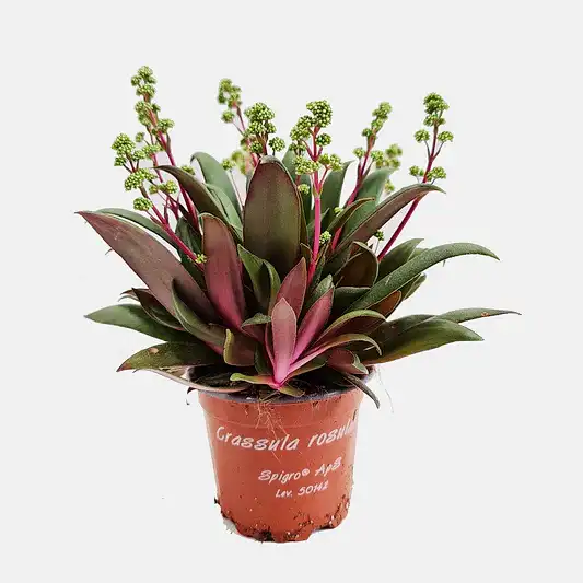 Crassula | Orbicularis | Potted Houseplants