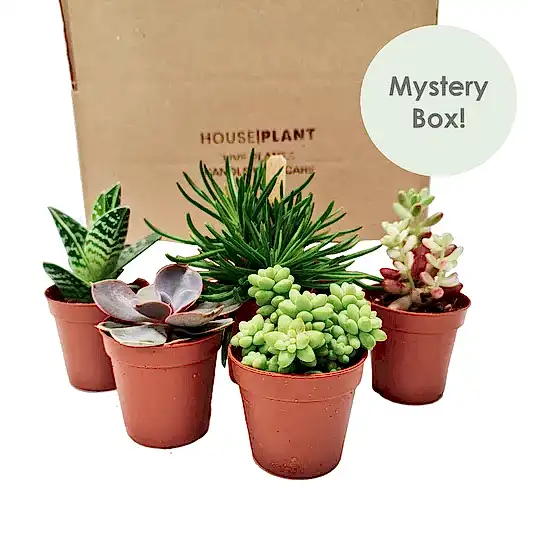 Succulove | Mystery Box | Perfect Plants for Under £50