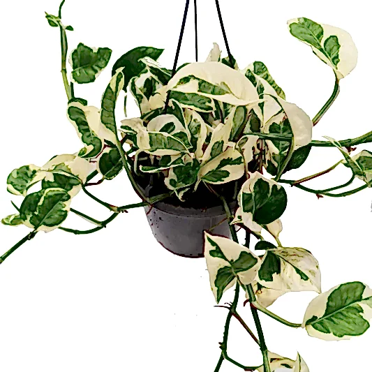 Pothos | Happy Leaf | N'joy | Potted Houseplants