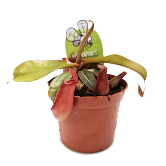 Carnivorous | Mystery Box | Potted Houseplants