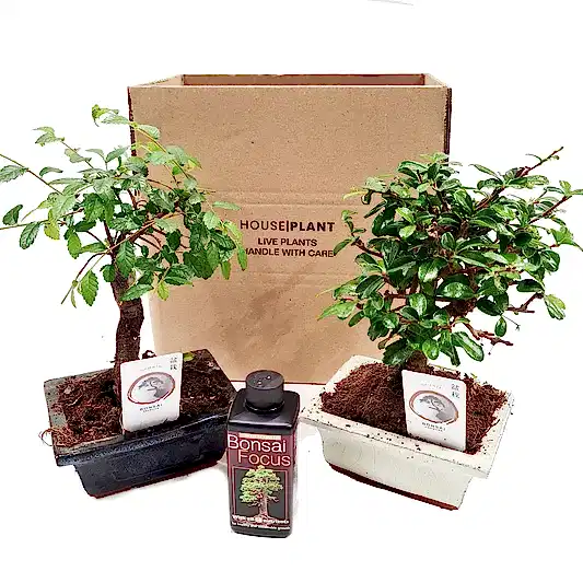 Bonsai | Mystery Box | Trees & Bonsai