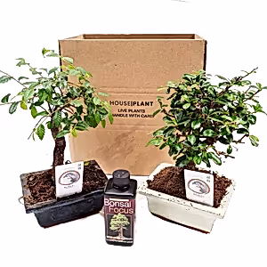 Bonsai | Mystery Box - Indoor Plant