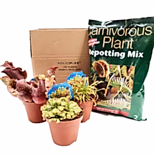 Carnivorous | Mystery Box - Indoor Plant