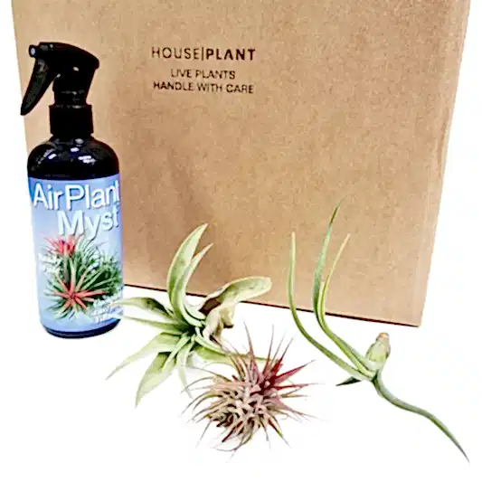 Air Plant | Mystery Box | Perfect Plants for Under £50